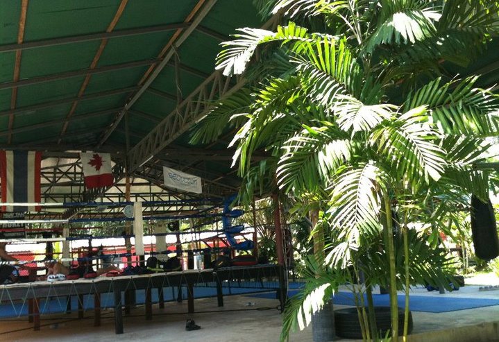 palm